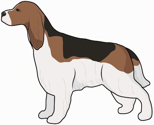 Side view drawing of a tricolor brown, black and white hound looking dog with long ears that hang down to the sides and a thick longer coat and a long tail standing up and facing to the left.